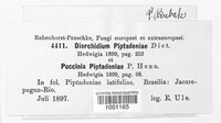 Diorchidium piptadeniae image